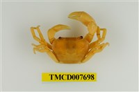 藏品(扁足澤蟹)的圖片